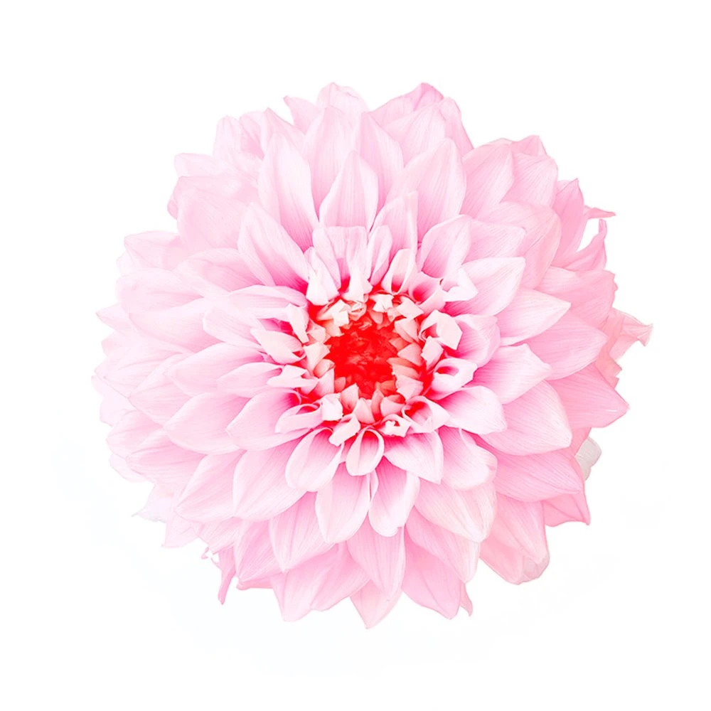04686-102 大理花-小 冰沙粉