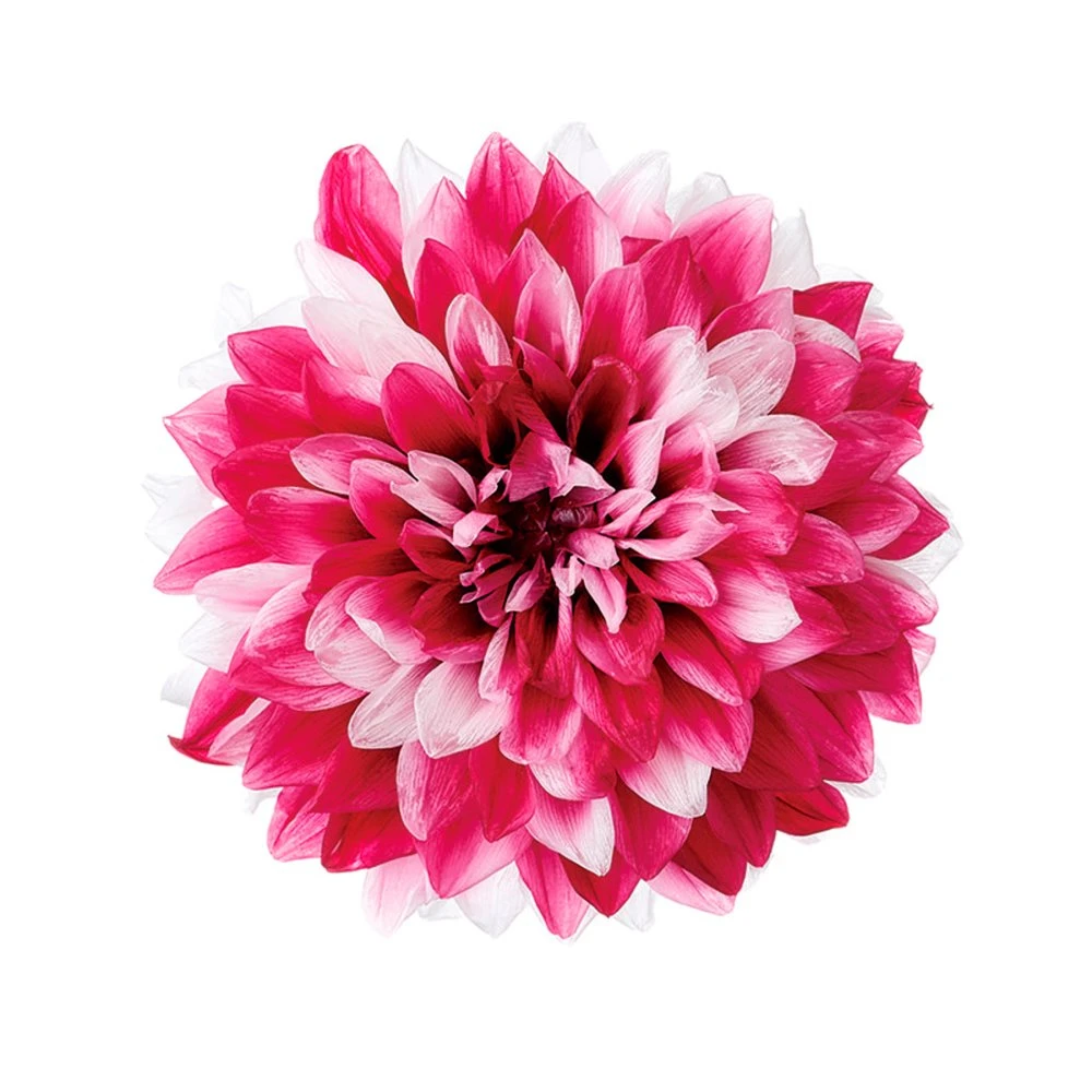 04686-251 大理花-小 深紫紅