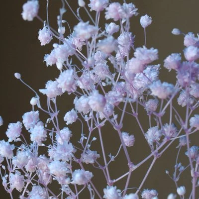 00042-642 開花滿天星 藍紫