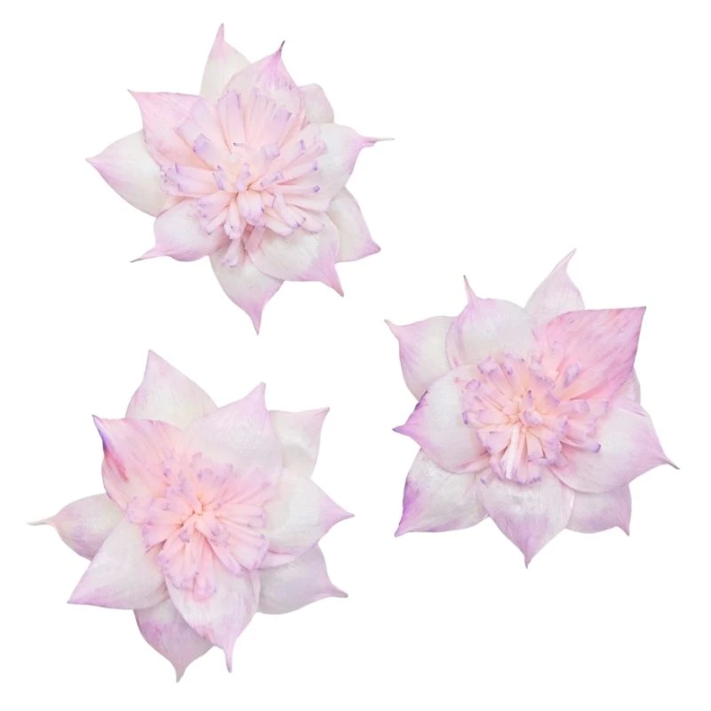 L-3506-144 索拉扶桑花 薰衣草粉