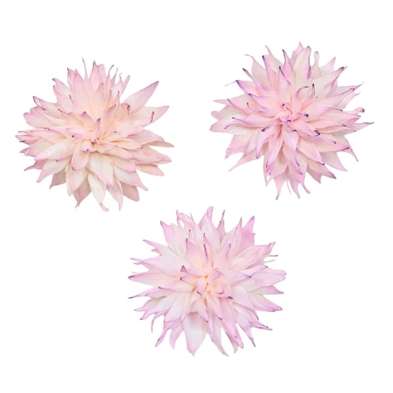 L-3406-144 索拉大理花 薰衣草粉