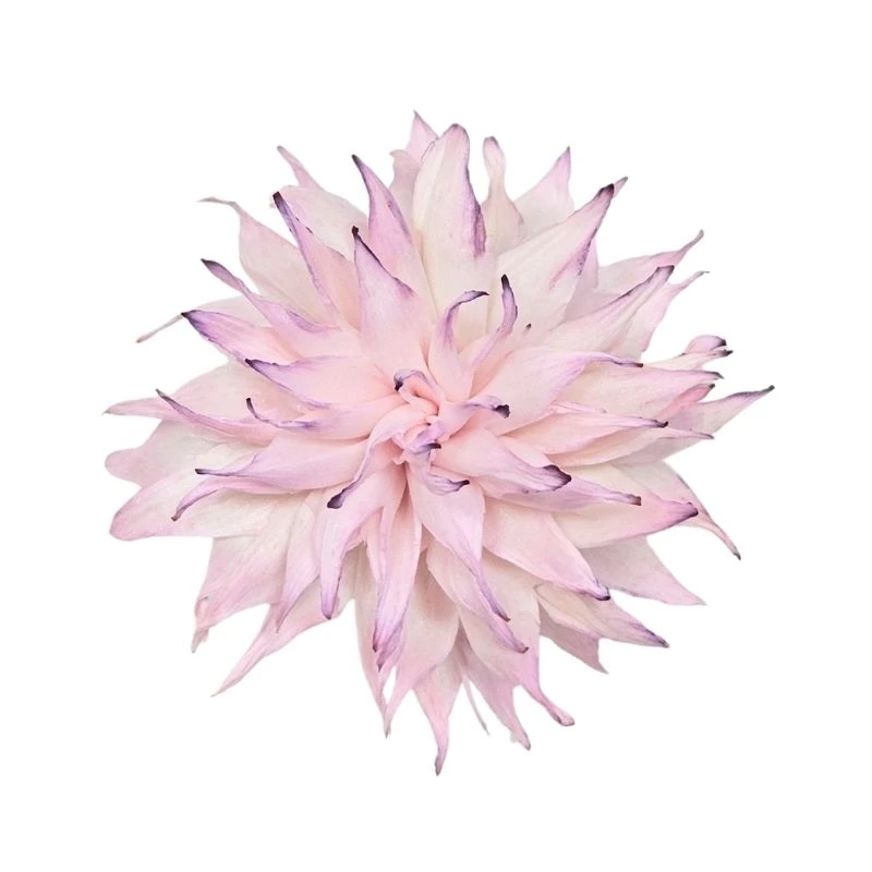 L-3406-144 索拉大理花 薰衣草粉