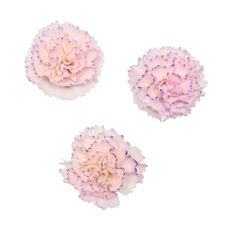 L-3104-144 索拉康乃馨-小 薰衣草粉