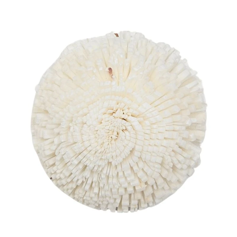 L-3816-010 索拉乒乓菊 白