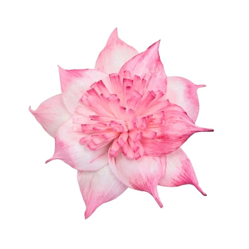 L-3506-221 索拉扶桑花 莓果粉
