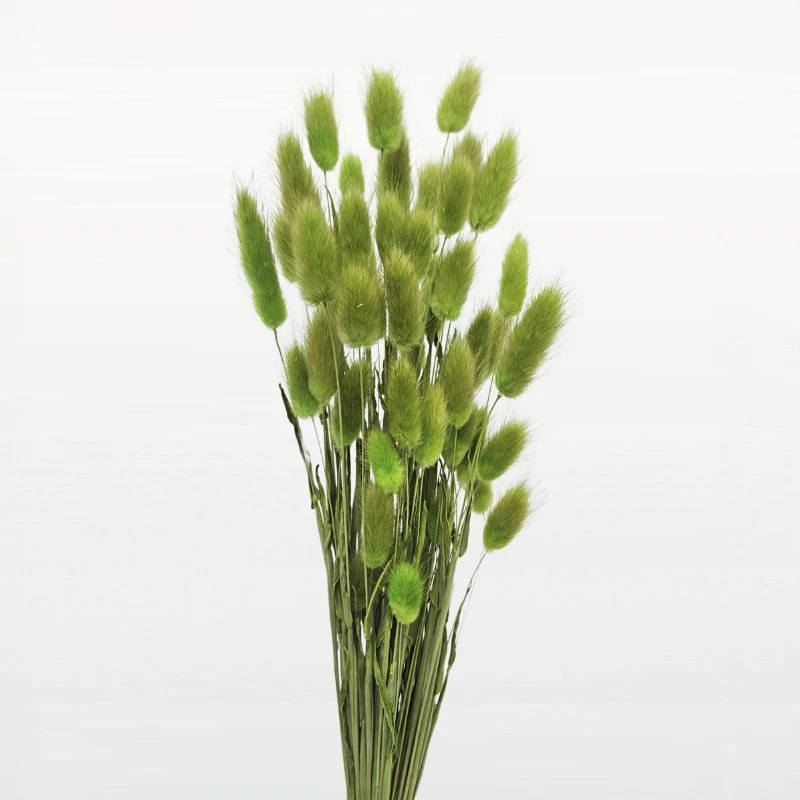 42050-707 兔尾草 原生綠