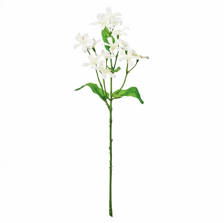FM-2508-001 藍星花 白
