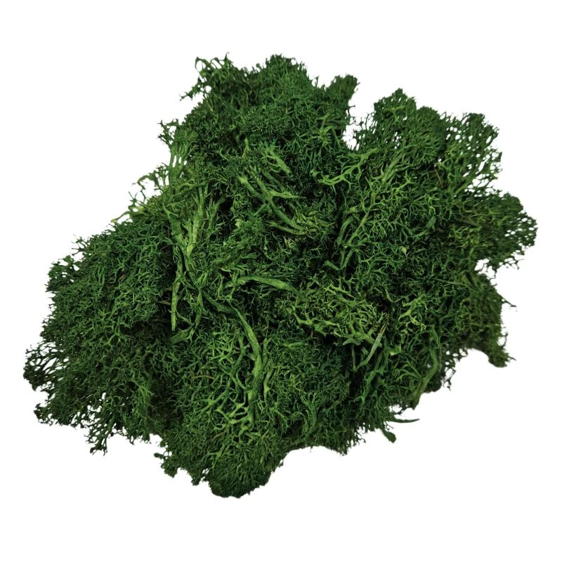 L-6150-781 不凋馴鹿苔蘚 深綠