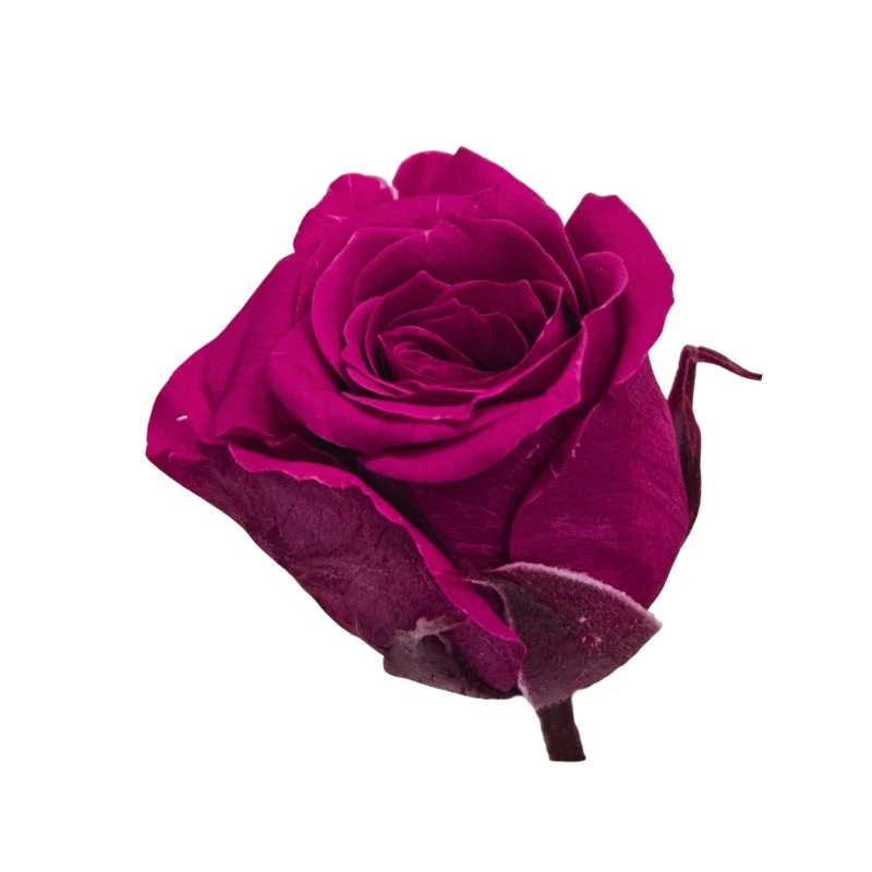 02370-282 迷你玫瑰 薔薇
