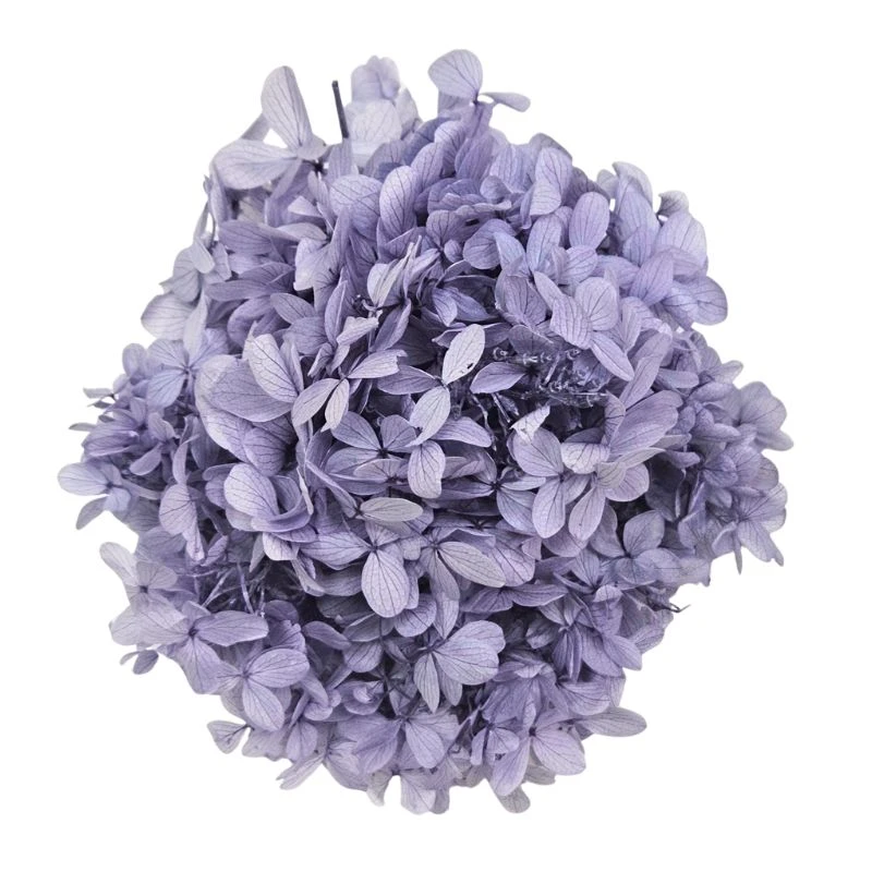 01510-411 金字塔繡球花 薰衣草