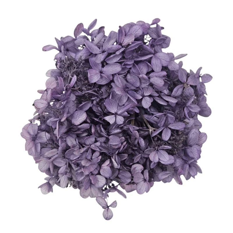 01510-421 金字塔繡球花 紫