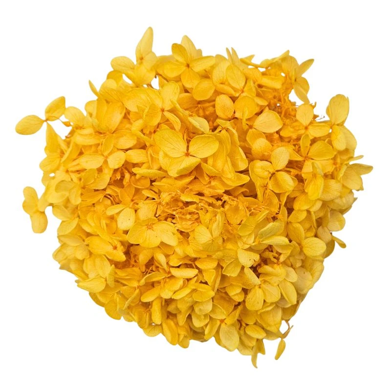 01510-521 金字塔繡球花 金合歡黃