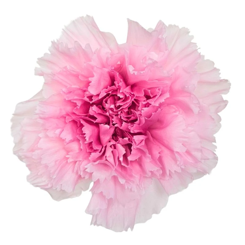02180-120 康乃馨(漸層) 粉薔薇