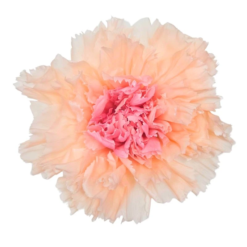02180-370 康乃馨(漸層) 蜜桃薔薇