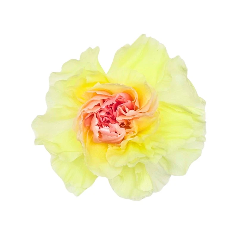 02181-520 迷你康乃馨(漸層) 黃薔薇