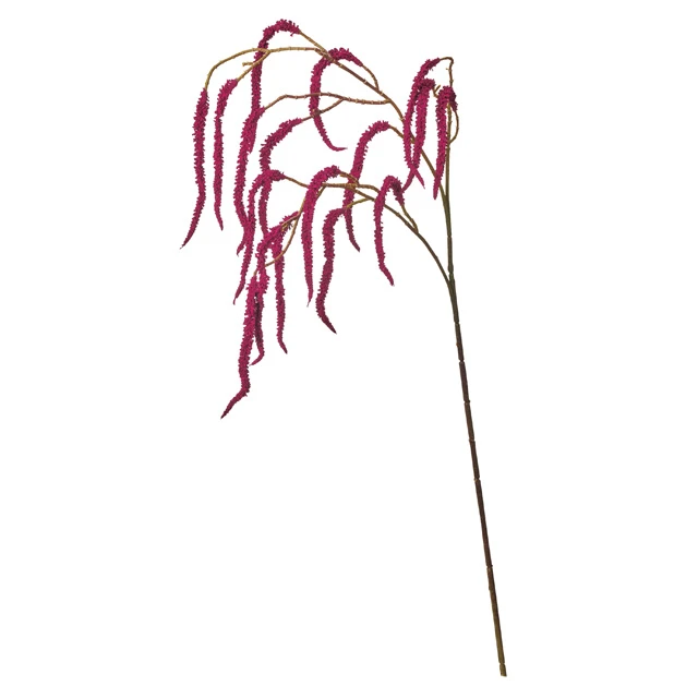 FM-534-007 尾穗莧 紅酒