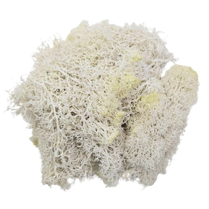 L-6155-001 不凋馴鹿苔蘚-迷你 白