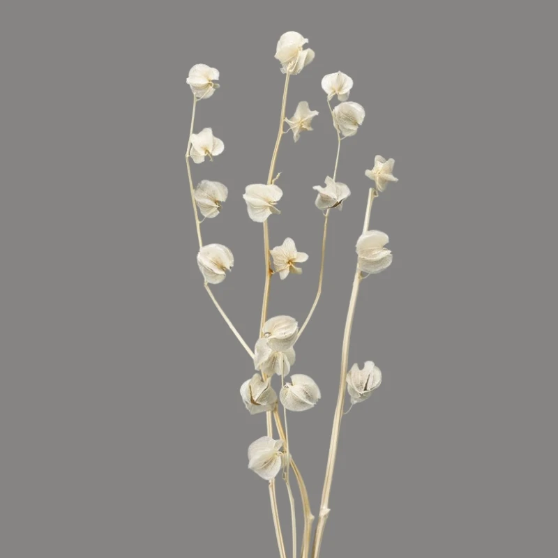30360-011 燈籠果 米白
