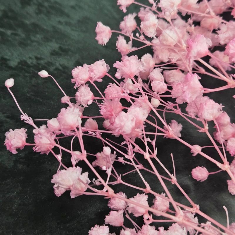 00042-122 開花滿天星 粉薔薇