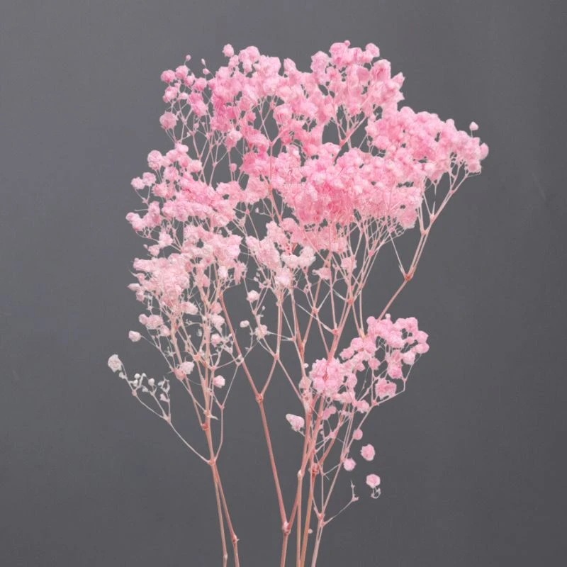 00042-122 開花滿天星 粉薔薇