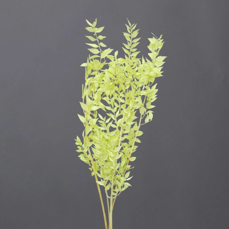 03560-771 小葉假葉樹 冰綠