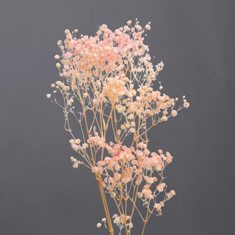 00042-352 開花滿天星 橘粉
