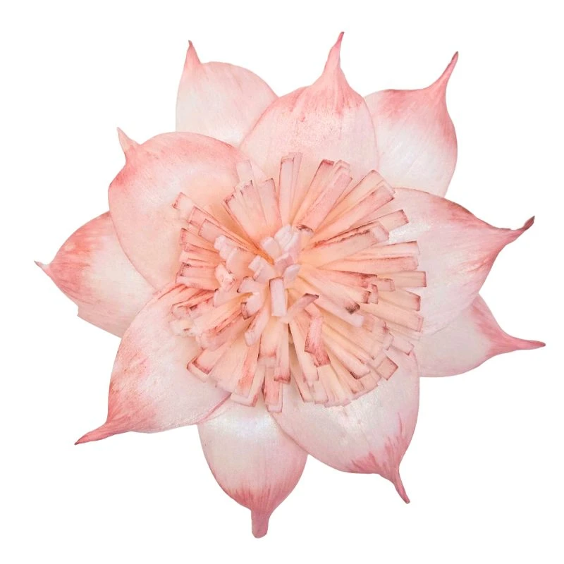 L-3508-847 索拉扶桑花-大 伯爵茶
