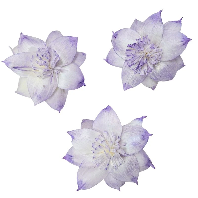L-3508-446 索拉扶桑花-大 霧紫藤