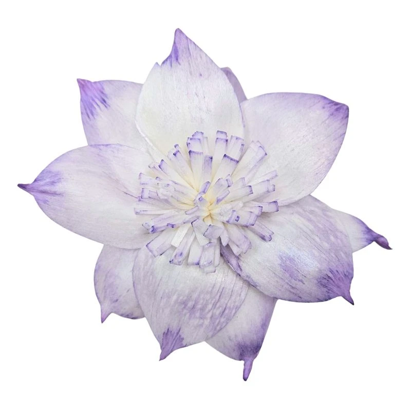 L-3508-446 索拉扶桑花-大 霧紫藤