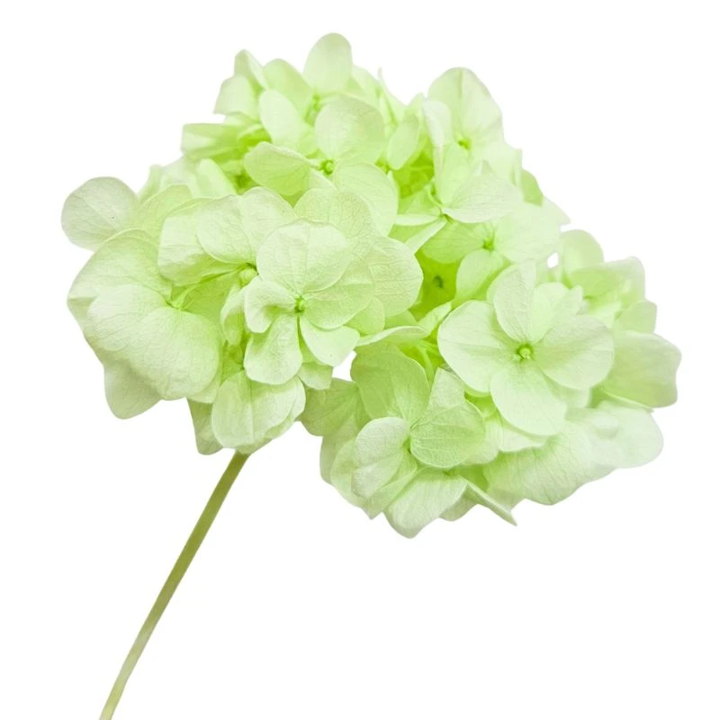 01560-701 迷你手鞠繡球 淺綠