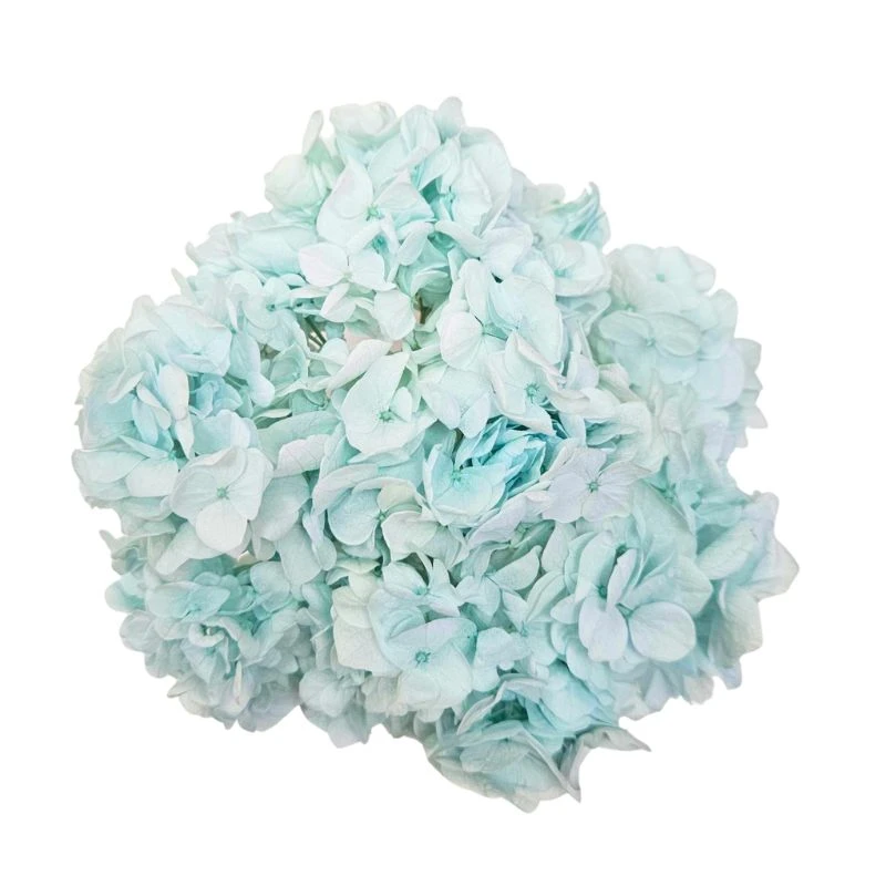 01560-621 迷你手鞠繡球 淺粉藍