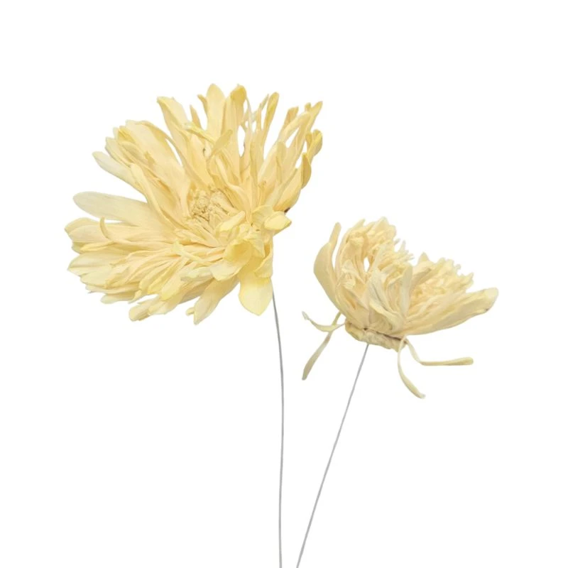 L-4406-372 索拉羽毛太陽花插-綜合尺寸 奶油橙