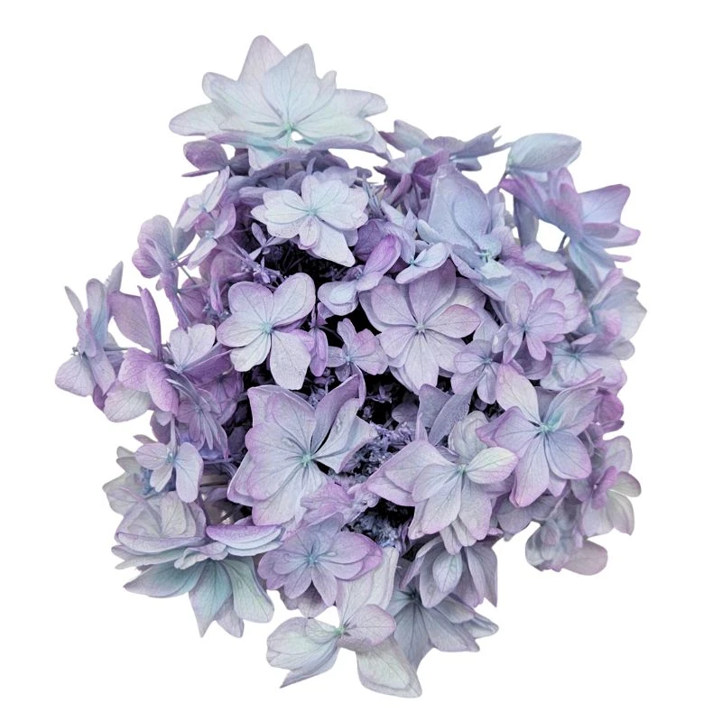 01102-640 娃娃繡球花 藍紫