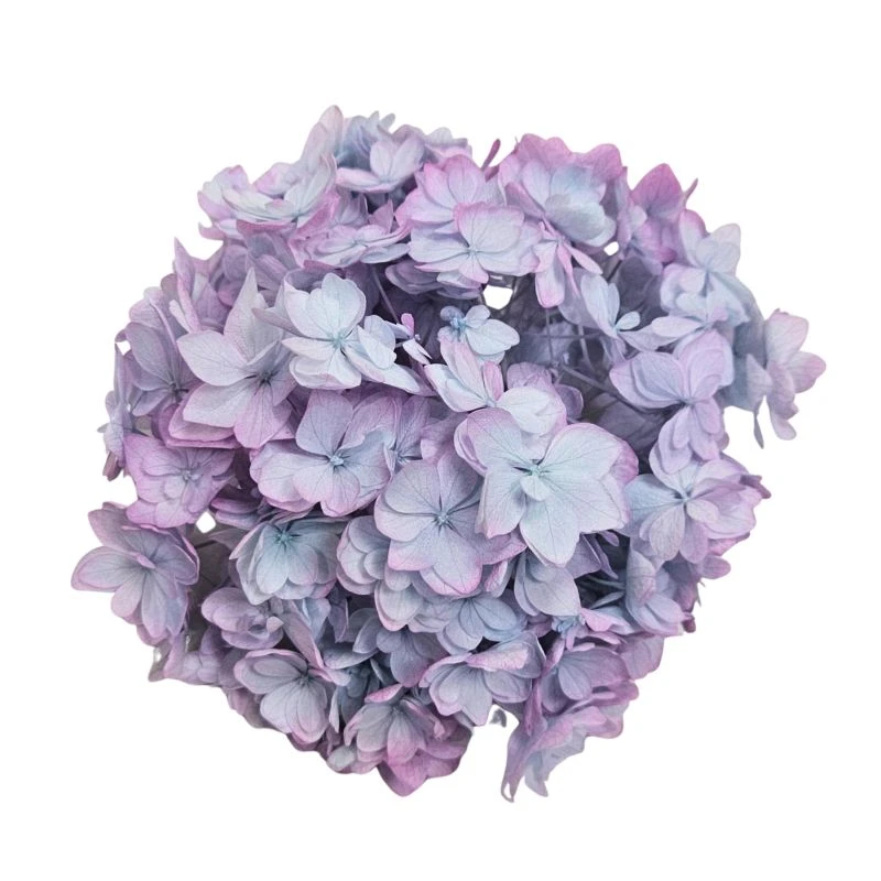 05370-642 小花繡球花 藍紫