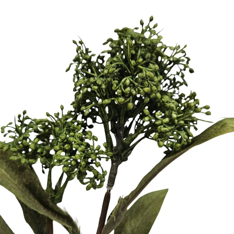 FM-327-037 日本茵芋 米