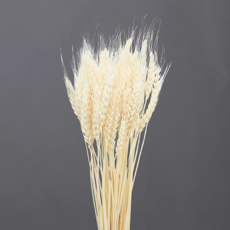 50082-011 小麥 米白