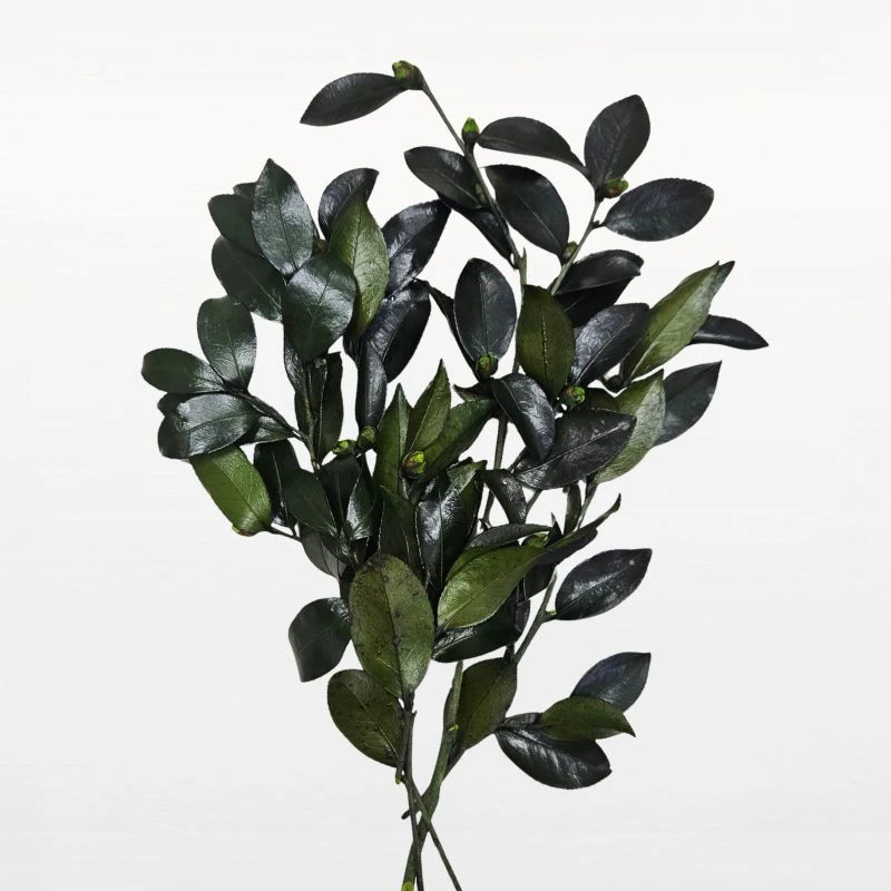 03362-700 山茶花葉 綠