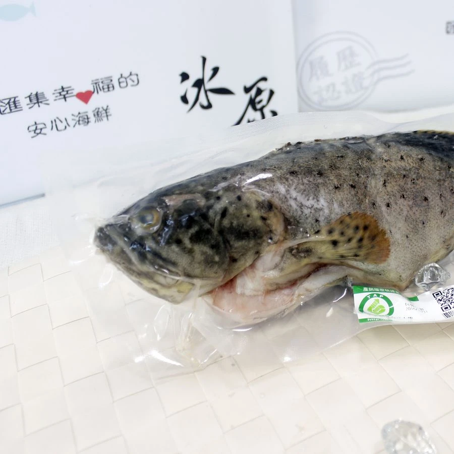 【冰原鮮魚急凍】澎湖履歷龍虎石斑魚(500g/550g)