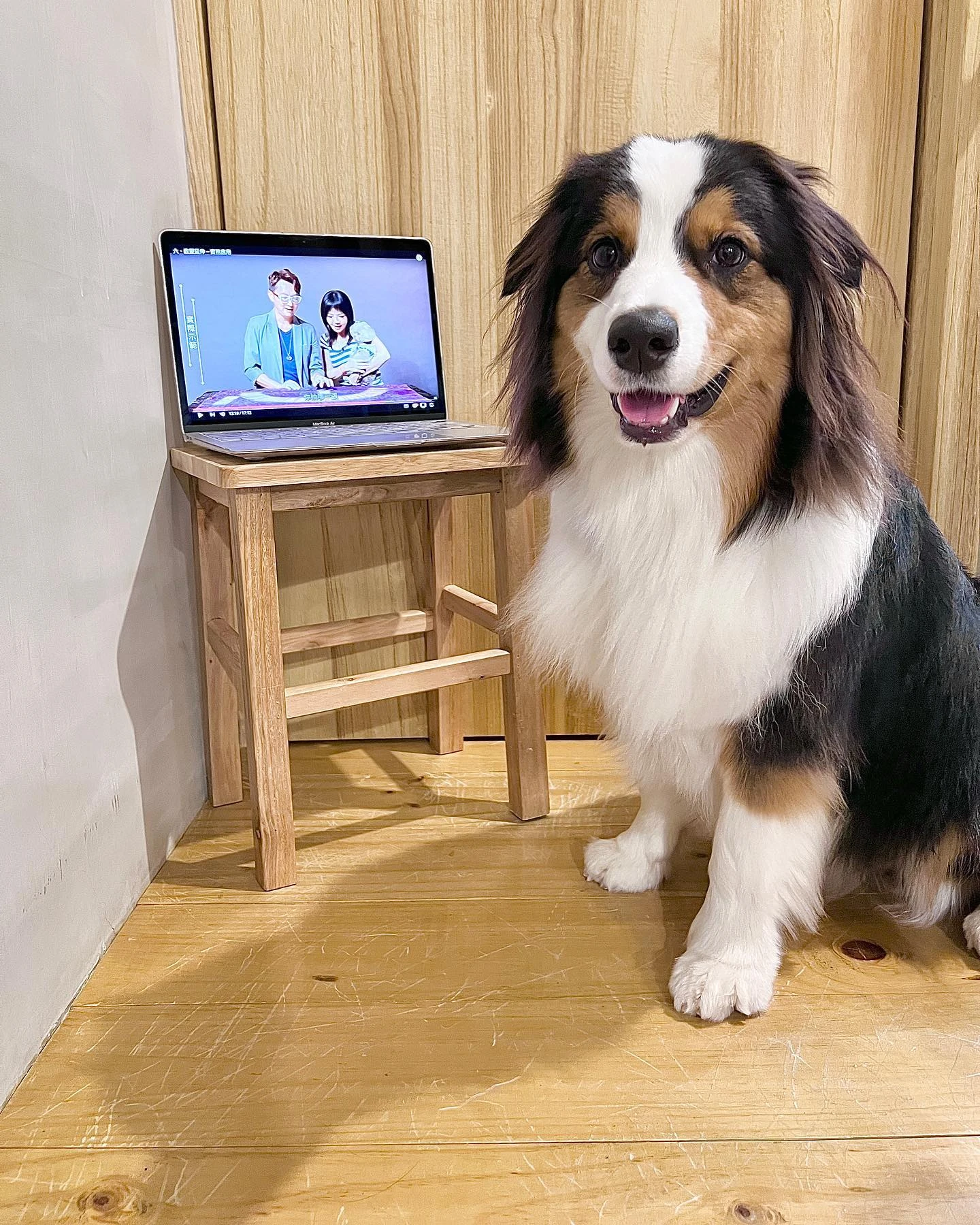 【澳洲牧羊犬阿尼哥 · Nigo】真實開箱體驗，好想知道寵物在想些什麼！