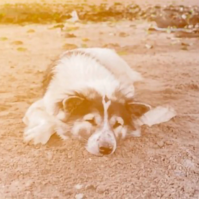 智慧犬村長：汪汪～上了年紀後，走路好不舒服汪！