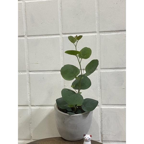 植來植網—陽光植物—多花桉/大圓葉尤加利