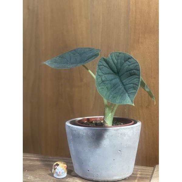 植來植網—室內植物—犀牛皮觀音蓮