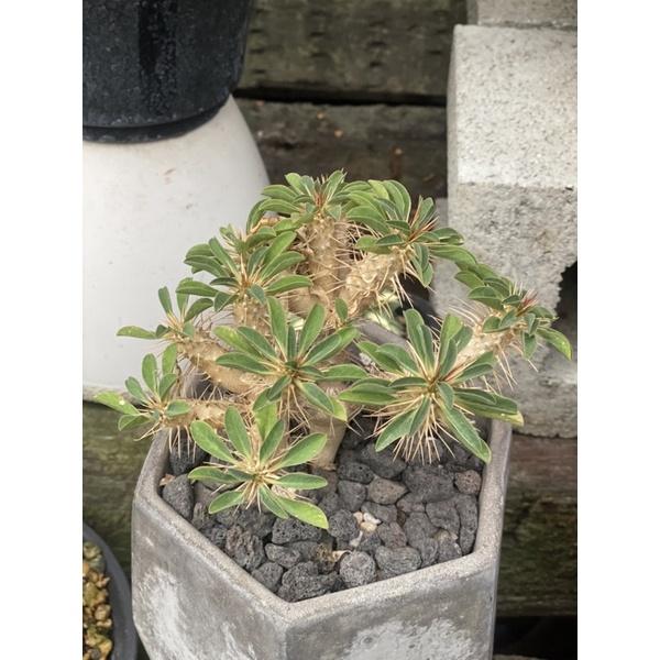 植來植網—室內植物—鬼棲閣