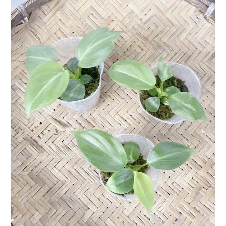 植來植網—室內植物—圓柄錦緞蔓綠絨