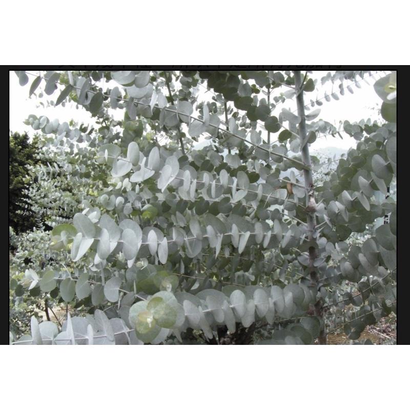 植來植網—陽光植物—銀葉桉尤加利