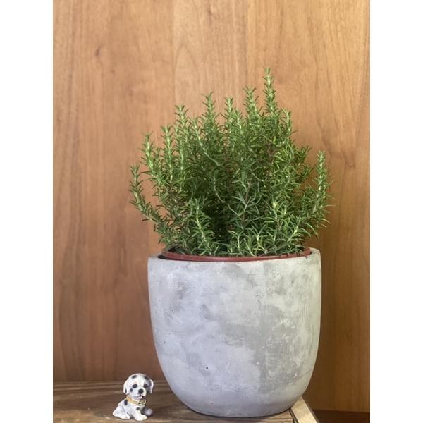 植來植網—室內植物—迷迭香