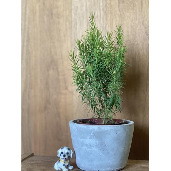 植來植網—室內植物—澳洲茶樹