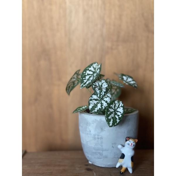 植來植網—室內植物—迷你彩葉芋—雪花彩葉芋