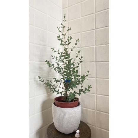 植來植網—陽光植物—小葉尤加利