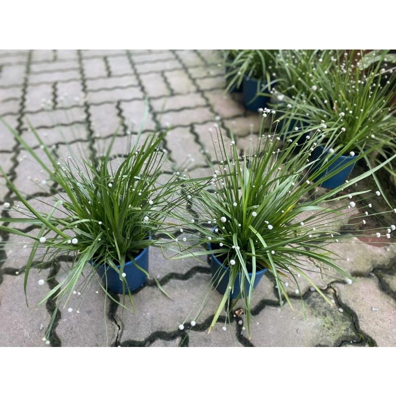 植來植網—室內植物—大葉穀精草